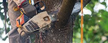 Best Tree Disease Treatment  in Green Tree, PA