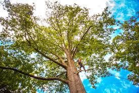 Best Tree Health Inspection  in Green Tree, PA