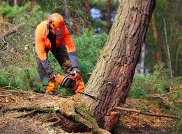 Best Tree and Shrub Care  in Green Tree, PA