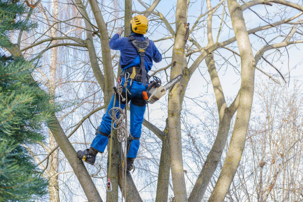 Best Lawn Renovation and Restoration  in Green Tree, PA