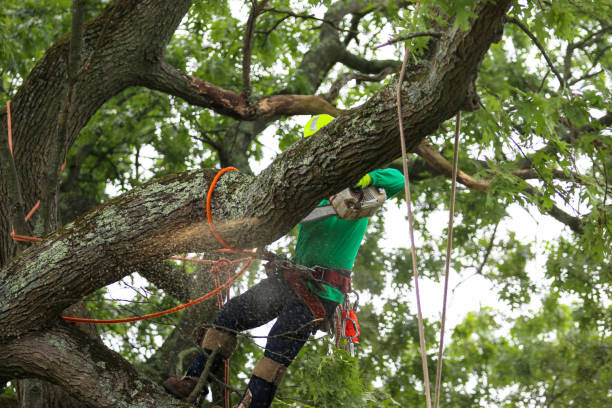 Best Tree Risk Assessment  in Green Tree, PA