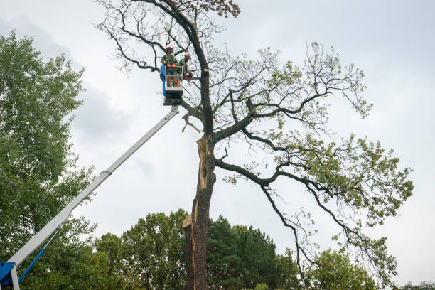 Best Emergency Tree Removal  in Green Tree, PA