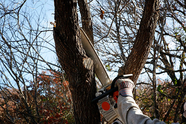 Best Utility Line Clearance  in Green Tree, PA