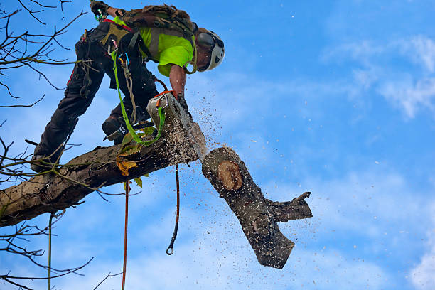 Best Weed Control  in Green Tree, PA